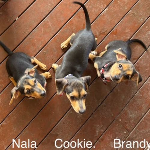 Nala, Brandy and Cookie