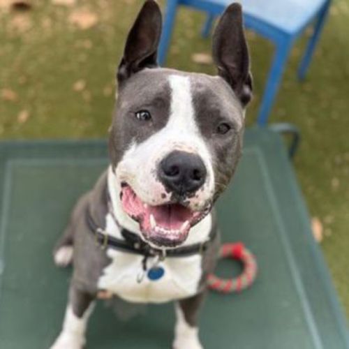 Roo