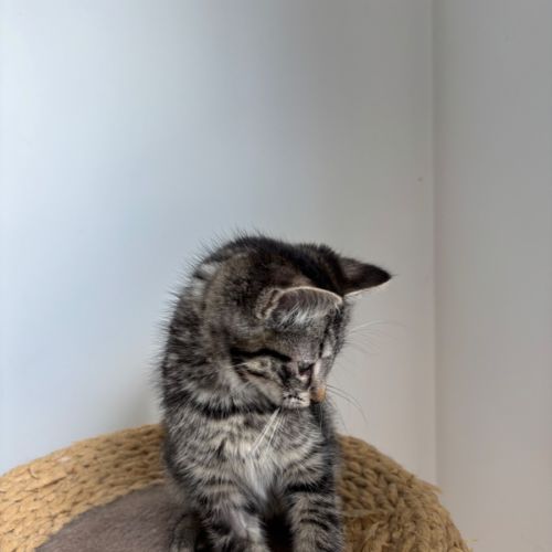 Remmy meet me @petstock Hastings store 