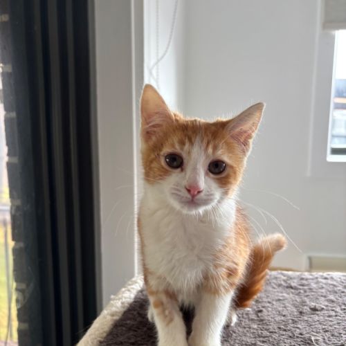 Bon Bon meet me@Petstock Hastings store 