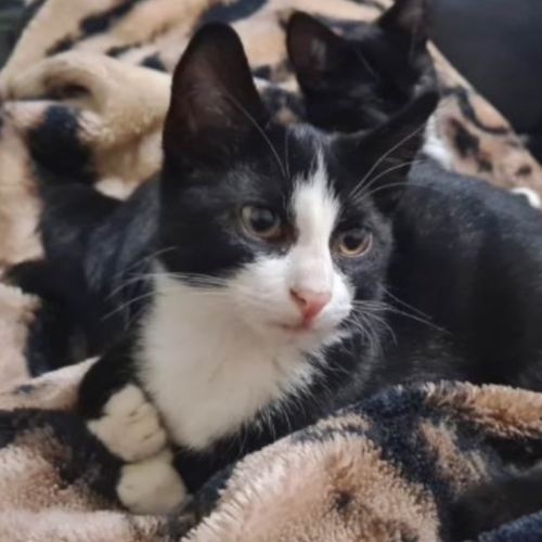Oreo