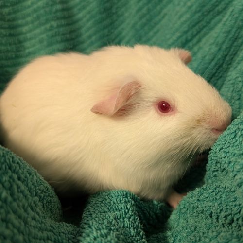 Milky