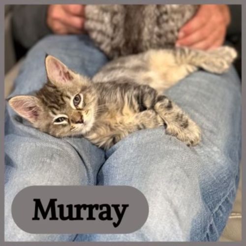 Murray