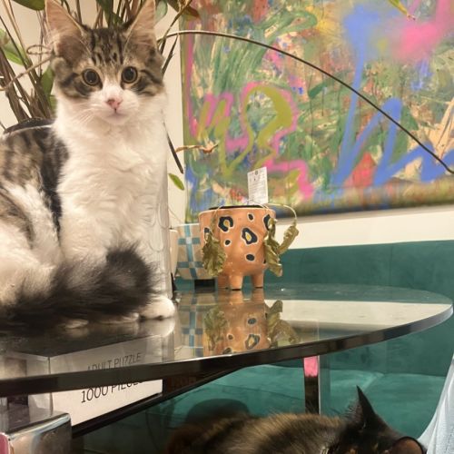 Luna meet me@petstock keysborough storw