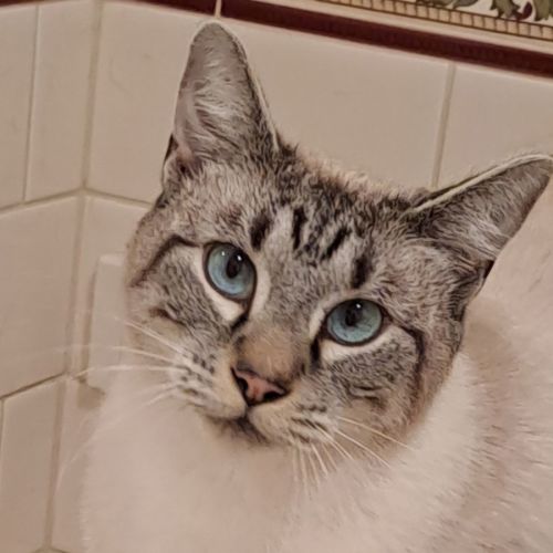 Gracie