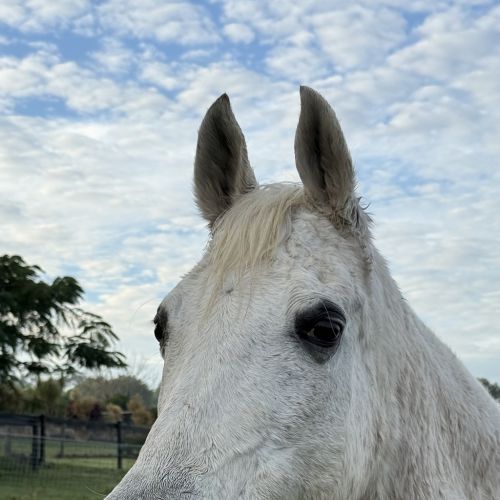 Ella