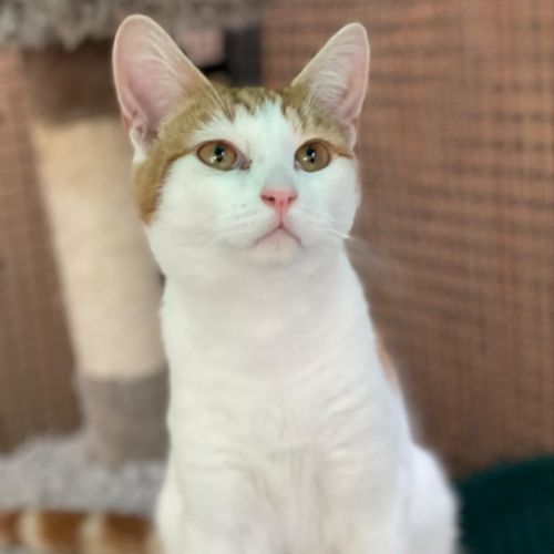 Mr. Smiley Meow ** 2nd Chance Cat Rescue**