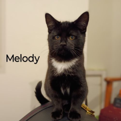 Melody - Burnie