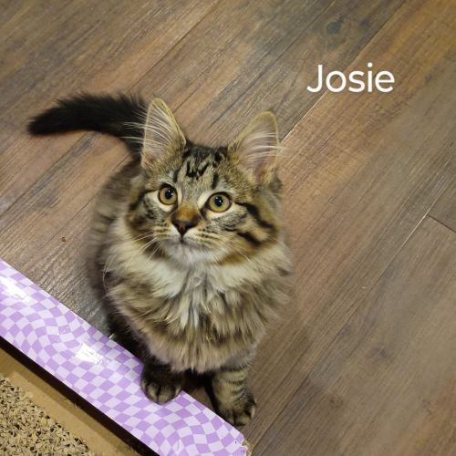 Josie