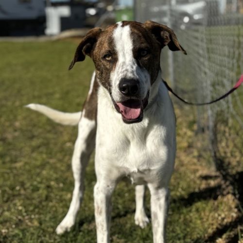 No photo for Buddy (61804)