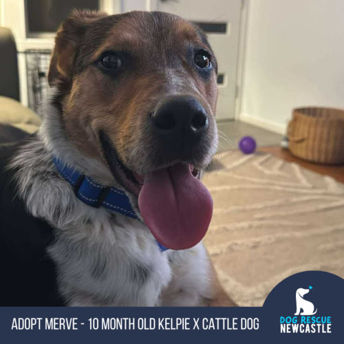 Merve - 10 Month Old Kelpie X Cattle Dog