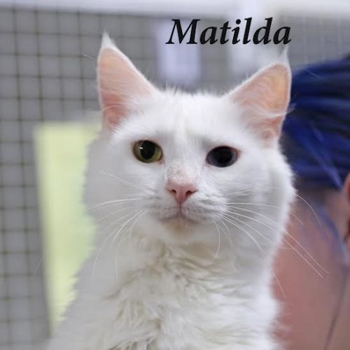 Matilda