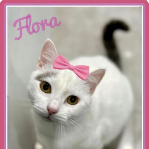 Flora