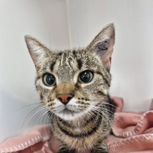 Chillie - Petstock Invermay