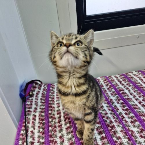 Pumpkin - Petstock Invermay