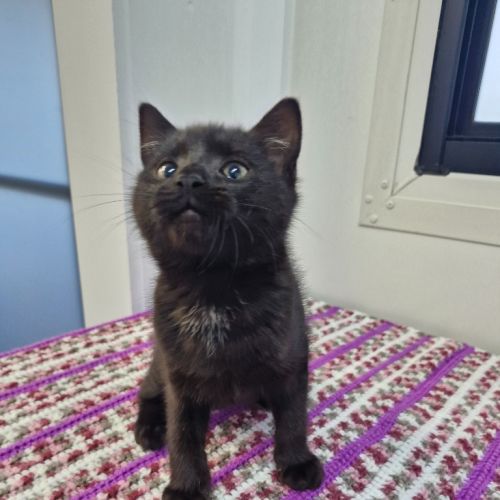 Rudy - Petstock Invermay