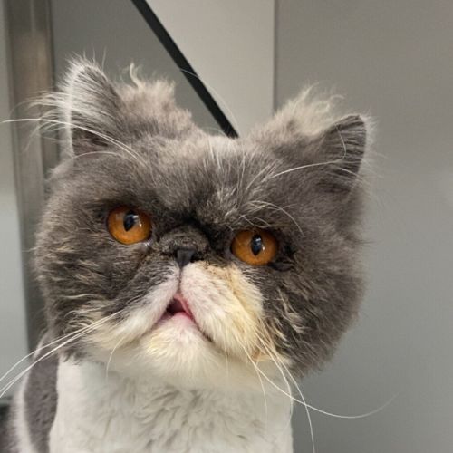 Franklin 