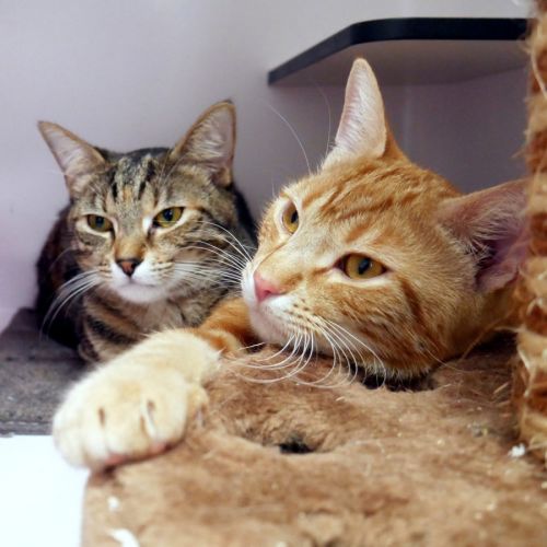 Barbie STK013343 & Ken stk013342