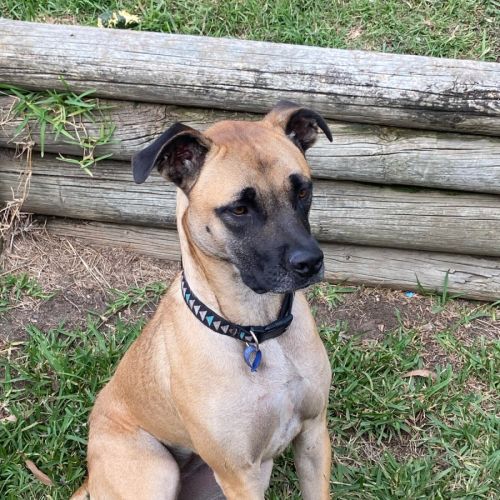 Dolly - 2 Year Old Mixed Breed