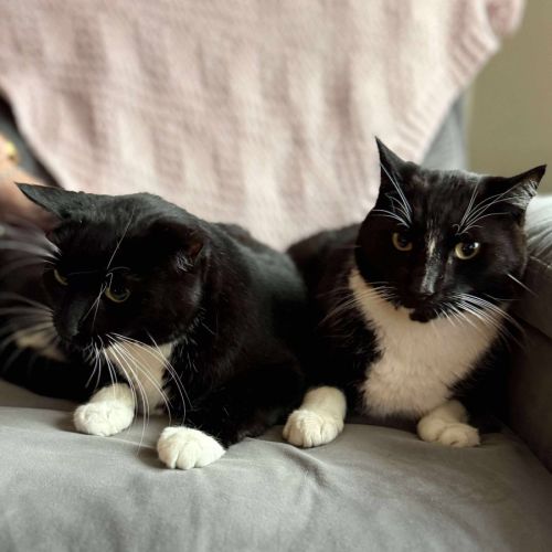 Stripe and Bandit - Located in Croydon