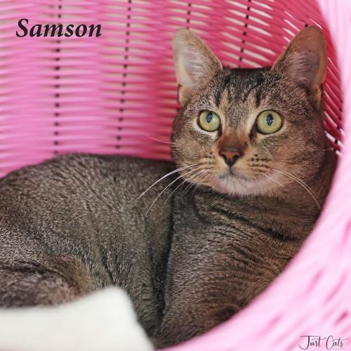 Samson