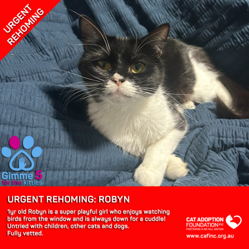 Robyn Private Rehoming No Charge!
