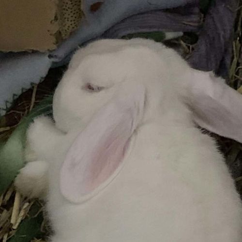 No photo for Vivi (Bonded With Violet)