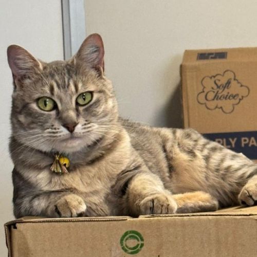 Nyitti