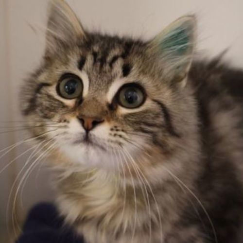 Bebe