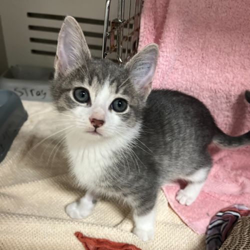 Pigeon *Meet me at Petstock Birkenhead Point*