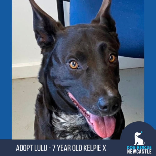 Lulu - 7 Year Old Kelpie x