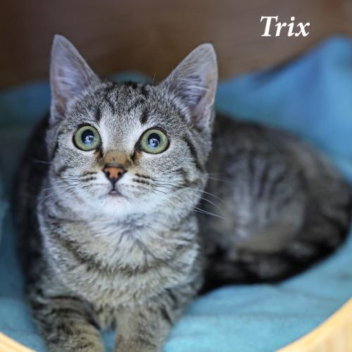 Trix