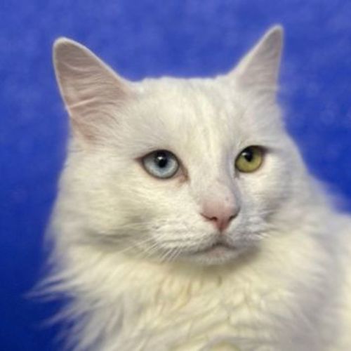 Jasper
