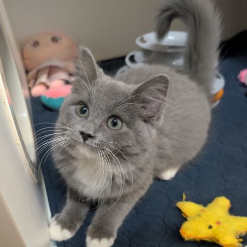 Fuzzy Fireball