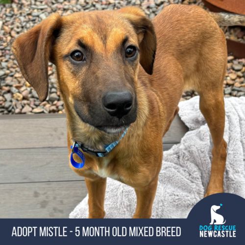 Mistle - 5 Month Old Mixed Breed