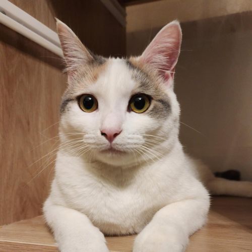 Bonnie - Located in Avondale Heights