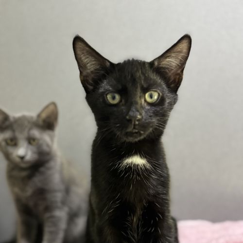 Ned (ex Pot Stickers)