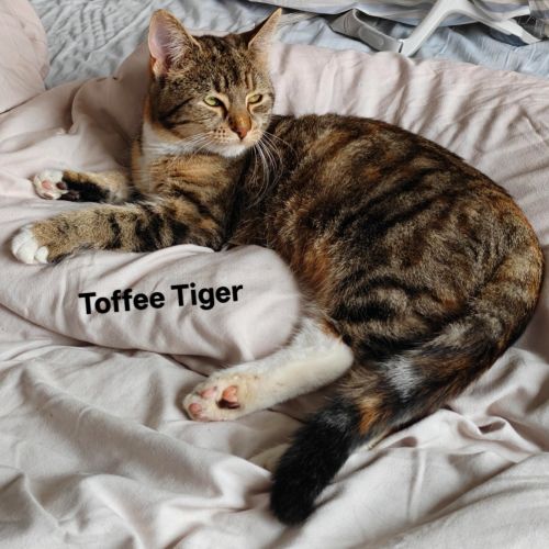 Toffee Tiger
