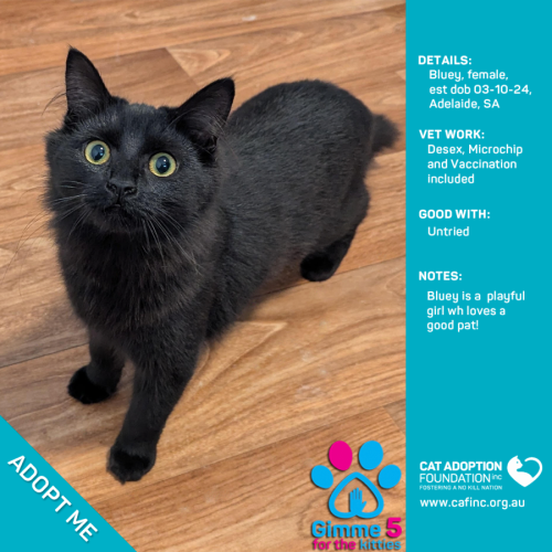 Bluey Just $100 Limited Time!