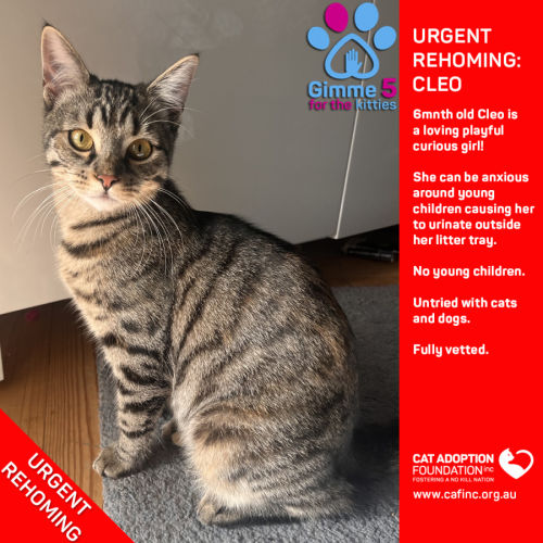 Cleo Private Rehoming No Charge!