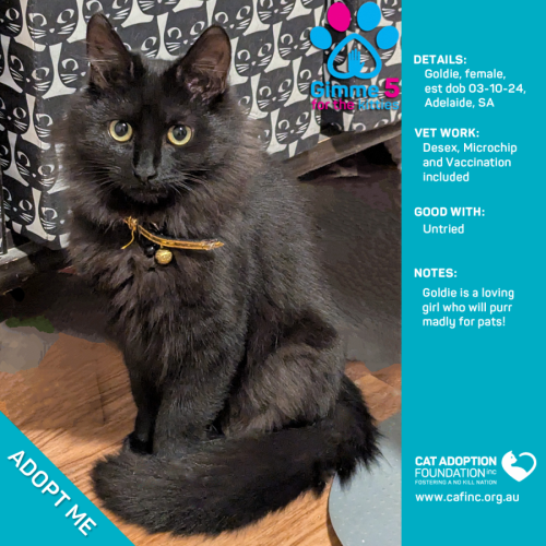 Goldie Just $100 Limited Time!