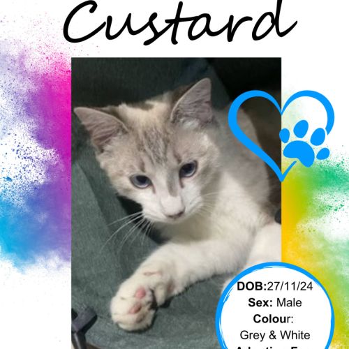 Custard