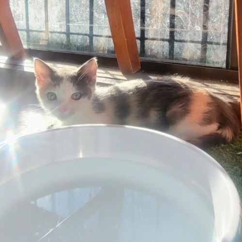 Tulip 🌷*9 Lives Rescue Project*