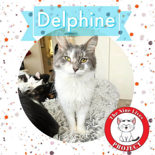 Delphine ❣️ *9 Lives Project Rescue*