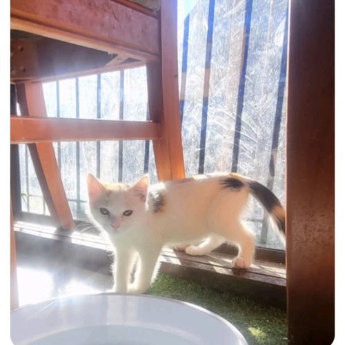 Flame ❣️*9 Lives Project Rescue*