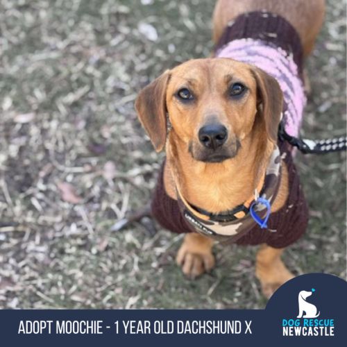 Moochie - 1 Year Old Dachshund X