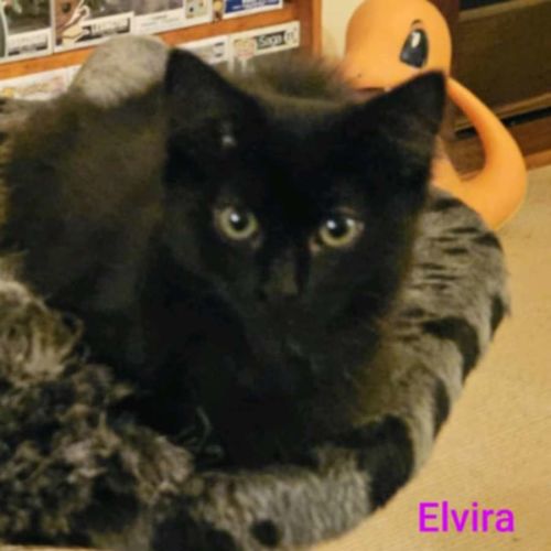 Elvira meet me at Petstock Clyde north store