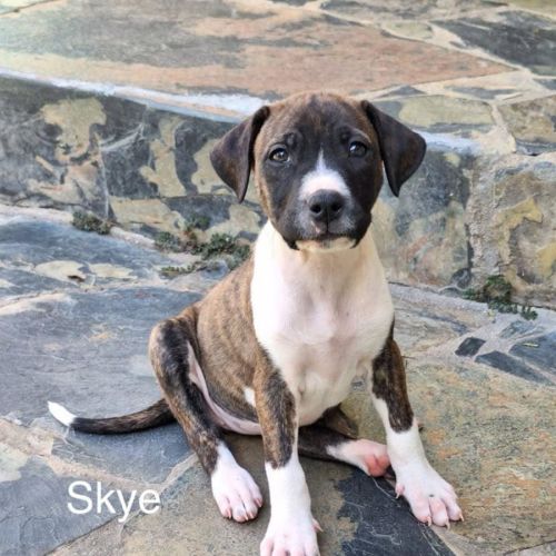 Skye