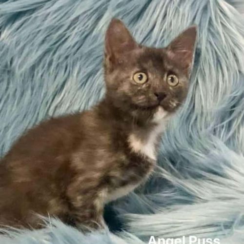 Angel Puss