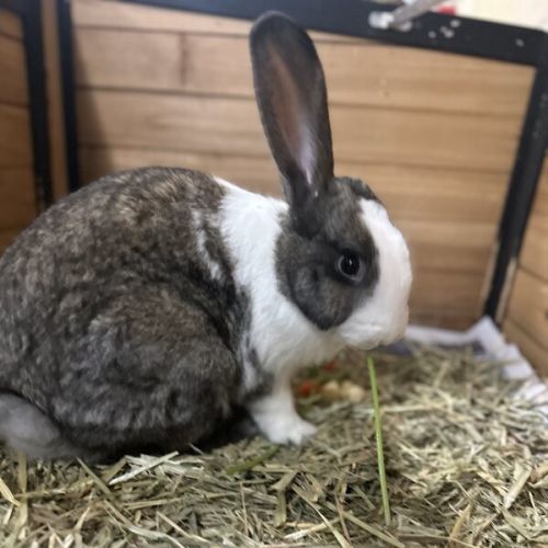 RSPCA Hunter Shelter - PetRescue